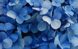 decorar una boda con hortensias-1