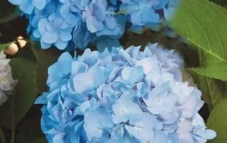 decorar una boda con hortensias-2