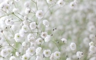 decorar una boda con paniculata-1