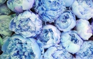 decorar una boda con peonias-4