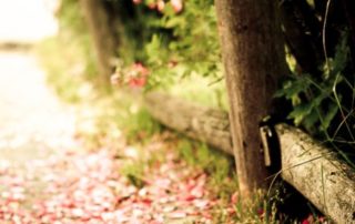 caminos de petalos de rosa-ideas de boda-6